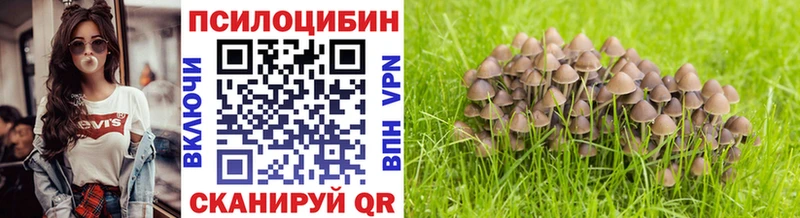 Псилоцибиновые грибы Psilocybe  Сясьстрой 